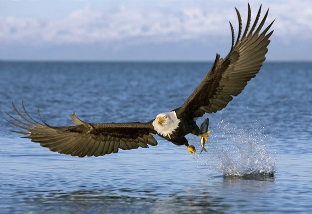 Aquila